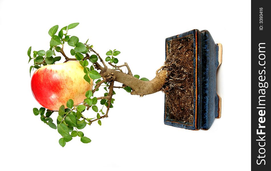 Bonsai tree and one apple. Bonsai tree and one apple