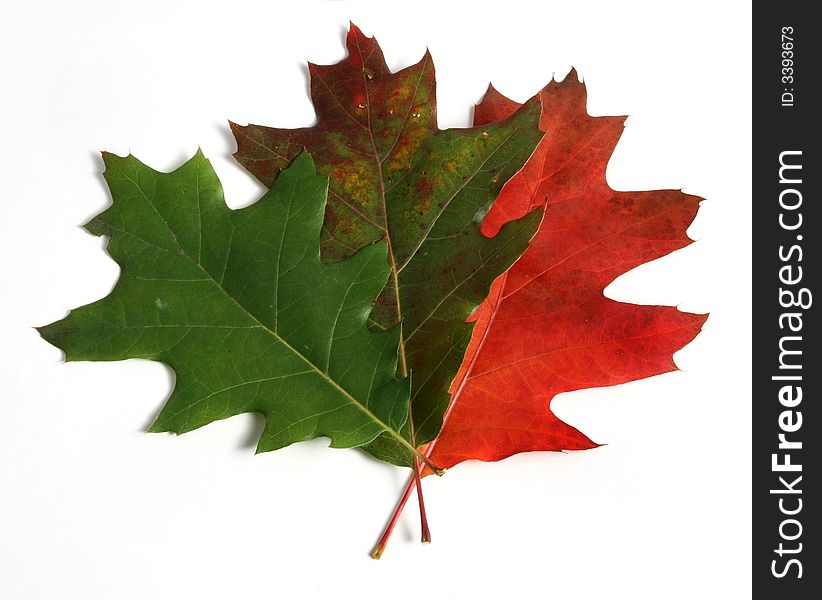 Evolution of autumn leaves, from green to red