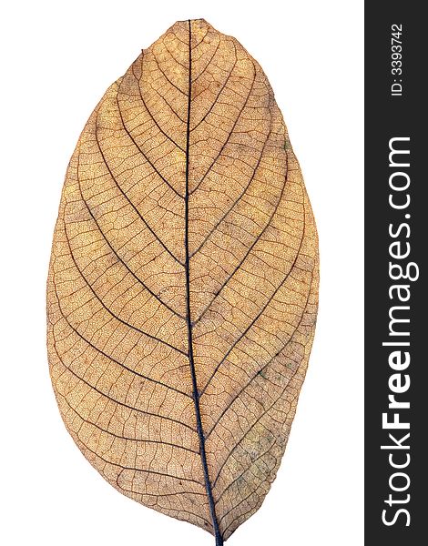 Close-up of an autumn leaf isolated on pure white background