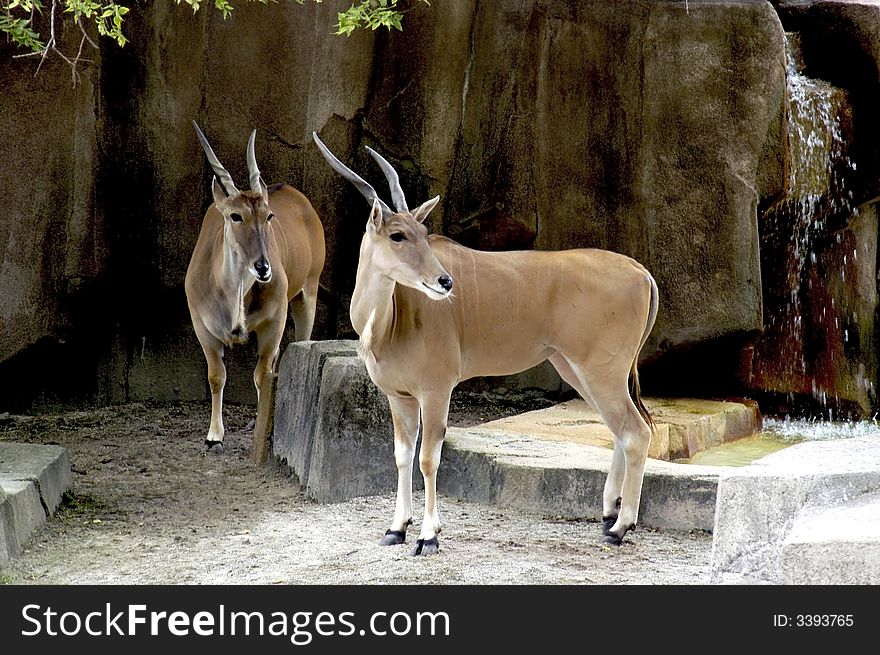 A picture of two impalas taken at a wisconson zoo