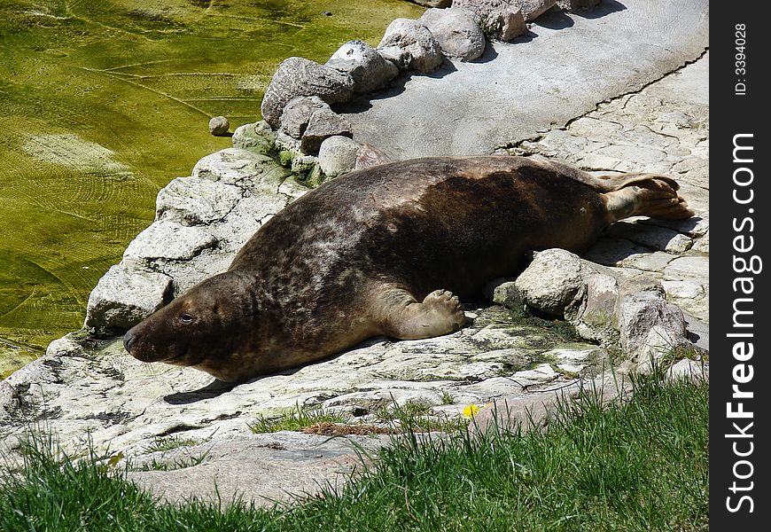 Atlantic grey seal lying and relaxing on the rocks