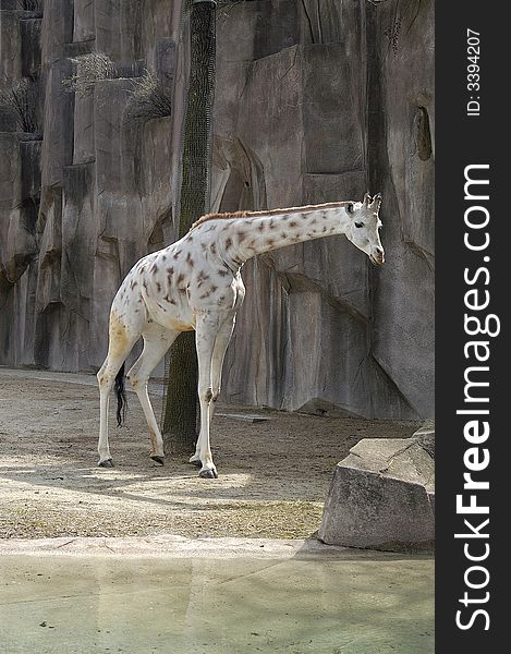 A picture of a giraffe taken at a wisconson zoo. A picture of a giraffe taken at a wisconson zoo