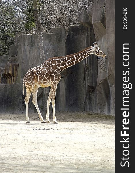 A picture of a giraffe taken at a wisconson zoo. A picture of a giraffe taken at a wisconson zoo