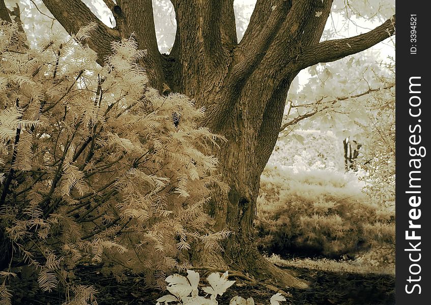 Big Tree in Infrared