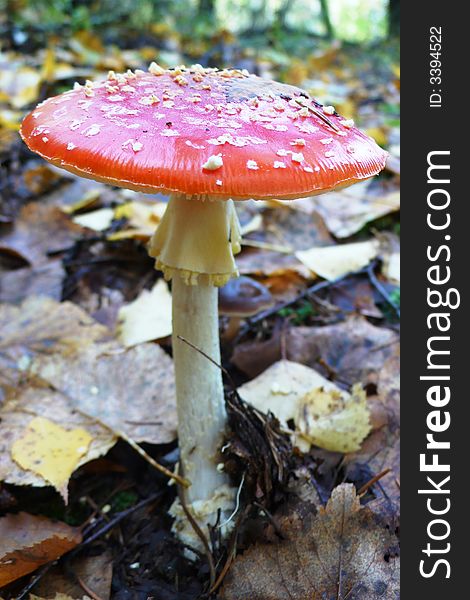 Nice red autumn fly-agaric in the forest