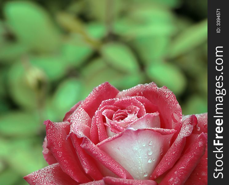 Morning dew on a bright red rose. Morning dew on a bright red rose.