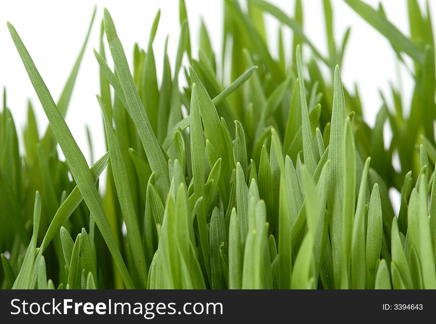 Young green grass on white background