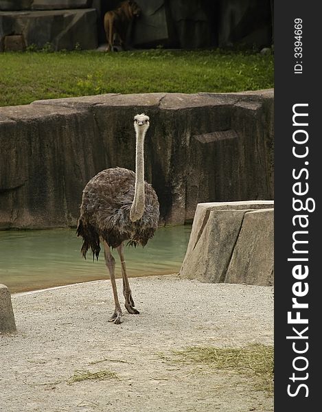 A picture of an ostrich taken at a zoo in wisconson