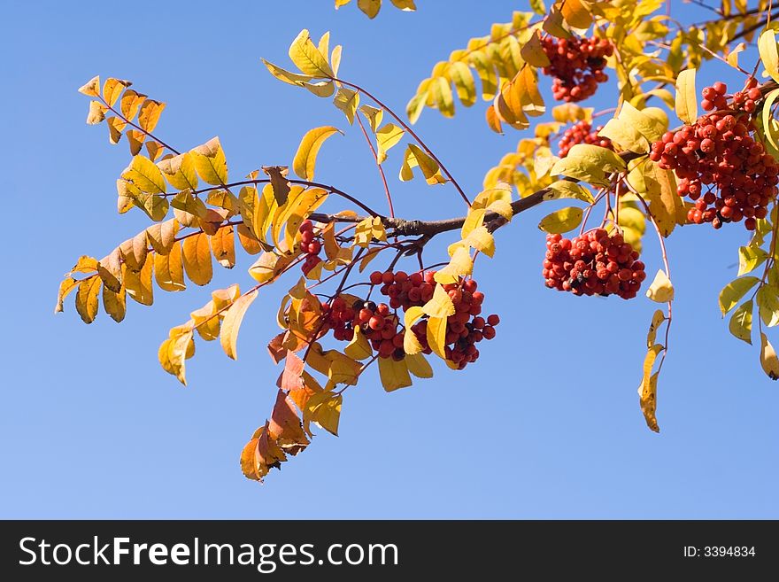 Branch autumn rowan with berry on blue sky. Branch autumn rowan with berry on blue sky