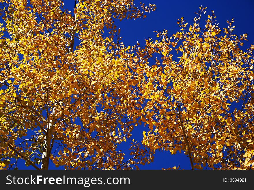 A canopy of blue sky and golden quaking aspen leaves. A canopy of blue sky and golden quaking aspen leaves