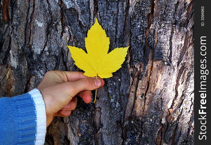 Maple leaf in a girl's hand against the trunk of a tree.