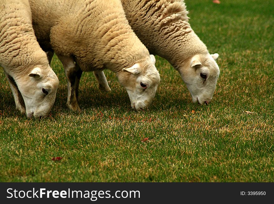 Three sheep grazing on the green grass