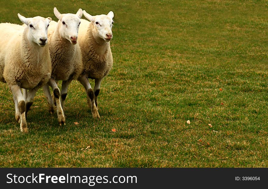 Three Sheep 2