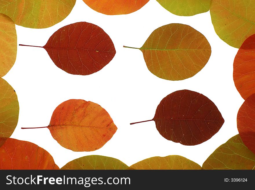 Colourful autumn leaves isolated on white. Colourful autumn leaves isolated on white