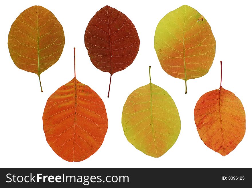 6 colourful autumn leaves isolated on white. 6 colourful autumn leaves isolated on white