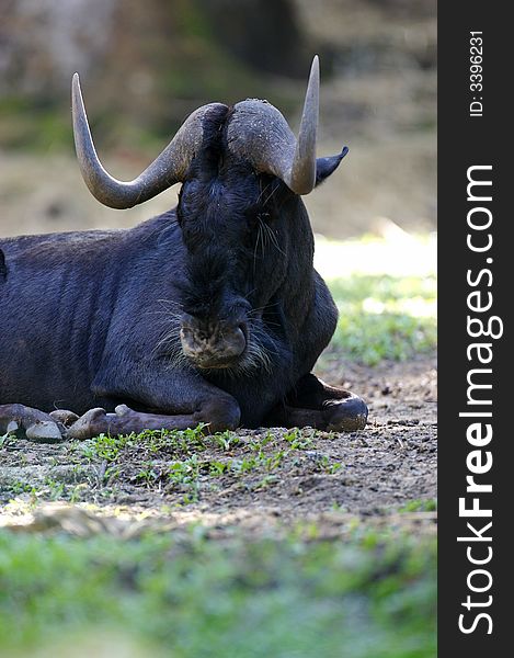 An African Wildebeest at rest. An African Wildebeest at rest
