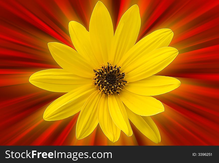 A yellow flower on red burst background.