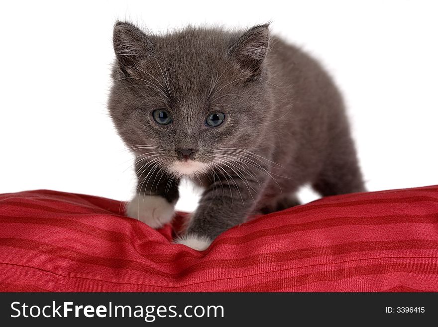 Grey kitten on red pillow, isolated