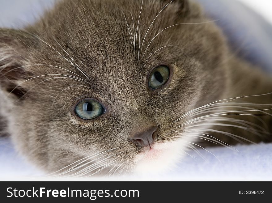 Grey kitten on the blanket