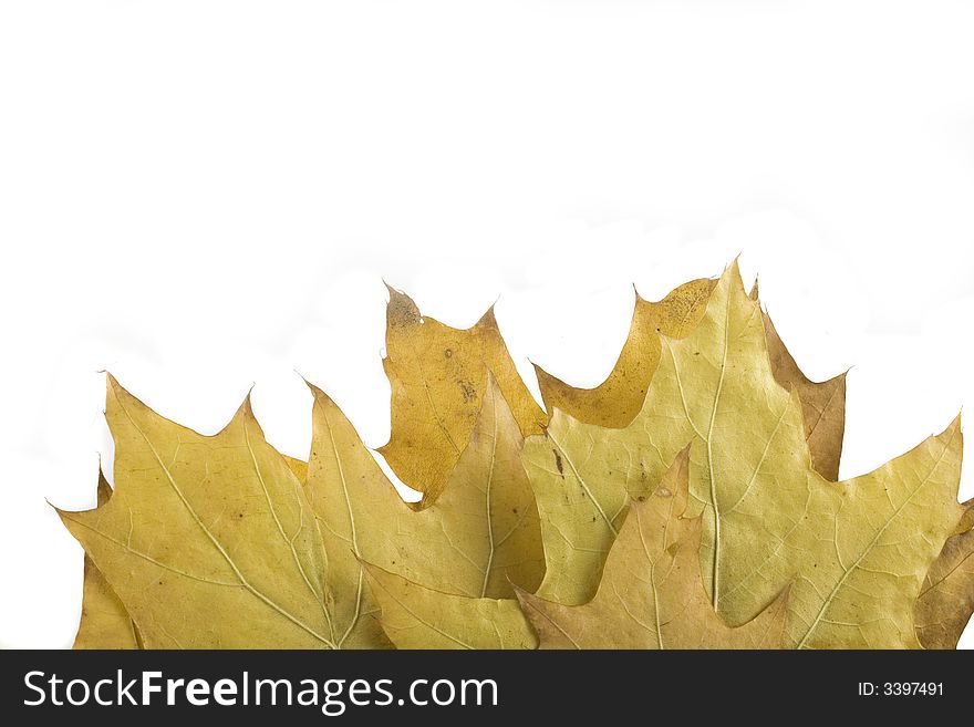 Gold and green autumn leaf on white background