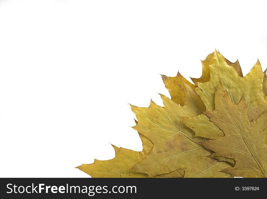 Gold and green autumn leaf on white background
