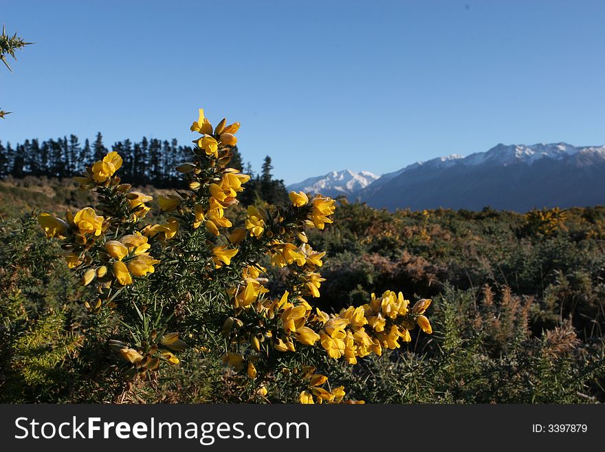Flowering Gorse (Ulex europaeus) in an alpine setting in New Zealand.  Gorse was introduced from Europe and is now considered a noxious weed in New Zealand. Flowering Gorse (Ulex europaeus) in an alpine setting in New Zealand.  Gorse was introduced from Europe and is now considered a noxious weed in New Zealand.
