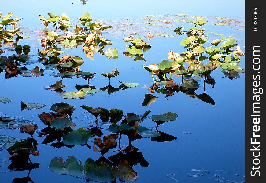 A patch of lilly pads, some in sunlight, some in shade, reaching upwards out of the water. A patch of lilly pads, some in sunlight, some in shade, reaching upwards out of the water.