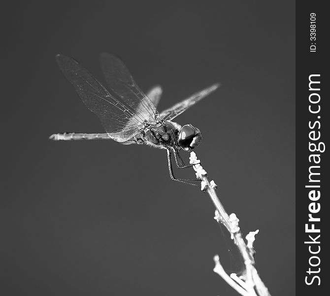 Red dragon illuminated by the setting sun perched on a twig, highlighting its bulging wing muscles. Presented in Black and white. Red dragon illuminated by the setting sun perched on a twig, highlighting its bulging wing muscles. Presented in Black and white.