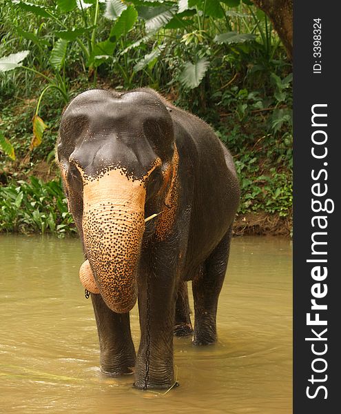 Asian Elephant in Sri Lanka. Asian Elephant in Sri Lanka