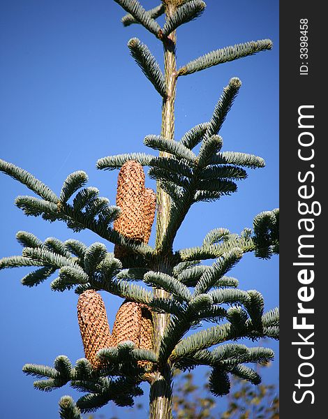 Pine cones against a blue sky. Pine cones against a blue sky