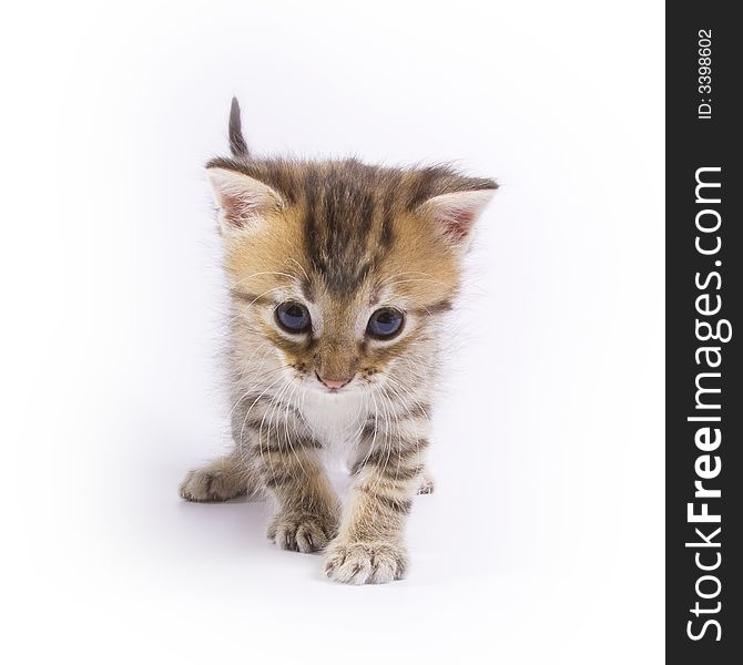 Little kitten isolated on white background