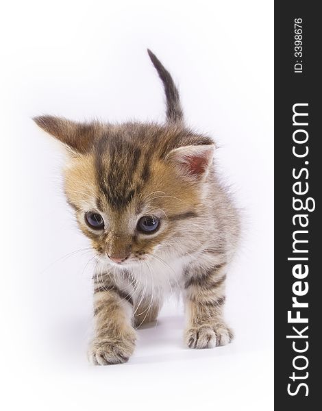 Little kitten isolated on white background