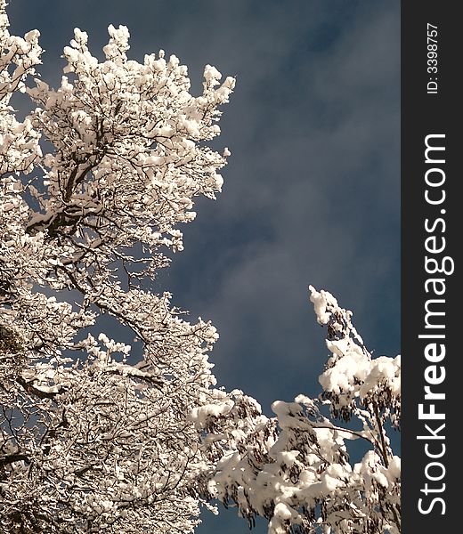 Treetop with snow and dark blue sky