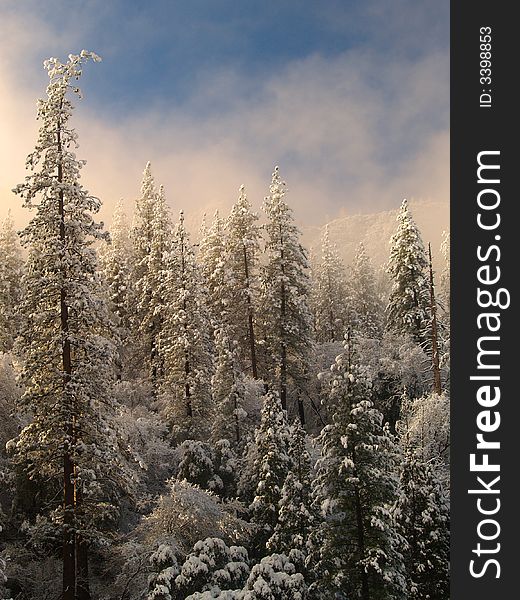 Trees with snow in the mountains (Yosemite park)