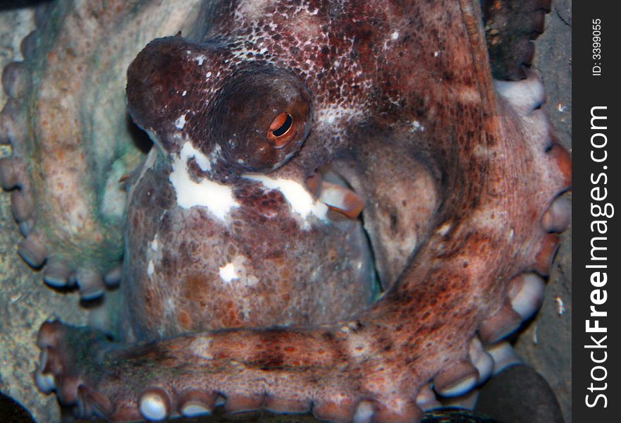 Spotty octopus mimicrying with dark underwater environment. Tentacles with cupules are well-visible.