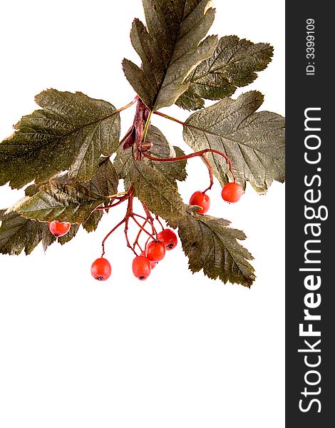 Rowan with leaves on white