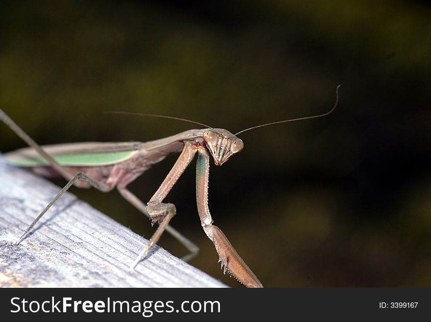 A praying mantis waits on a wooden log for an insect to walk within it's reach.