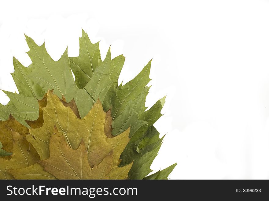 Gold and green autumn leaf on white background