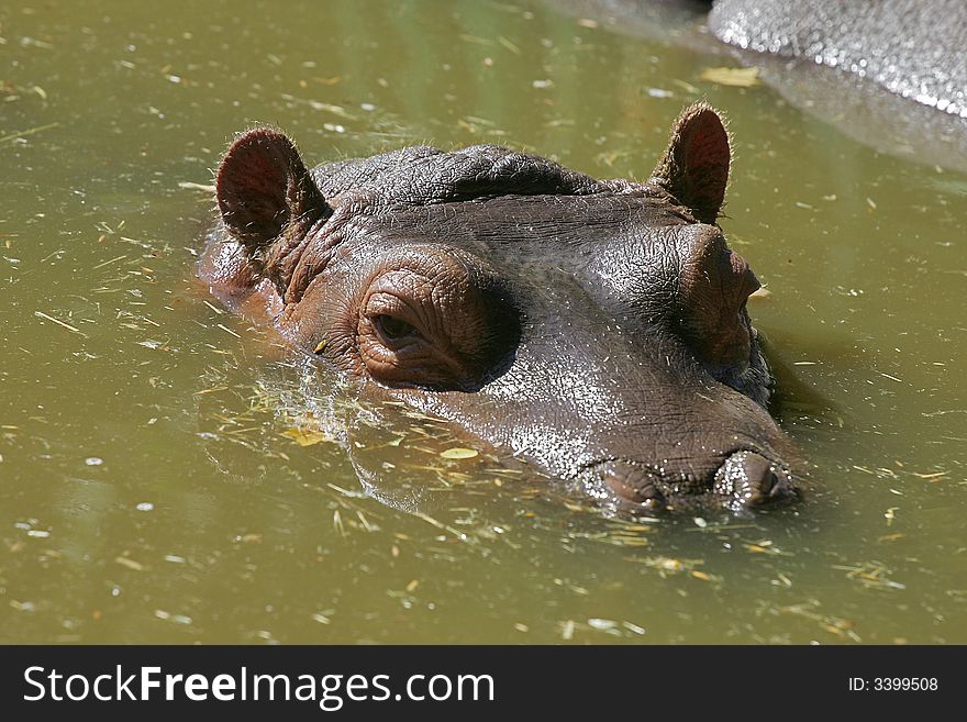 Unbothered hippo relaxing in the safe waters of the Lisbon Zoo. Unbothered hippo relaxing in the safe waters of the Lisbon Zoo..