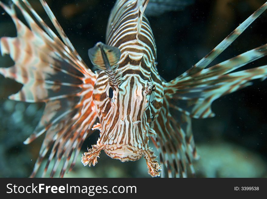 Tropical Lion Fish in the Red Sea. This is the first ever photo of this newly discovered subspecies.