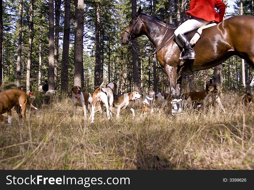 Hounds performing at the Woodbrook Hunt Club. Hounds performing at the Woodbrook Hunt Club