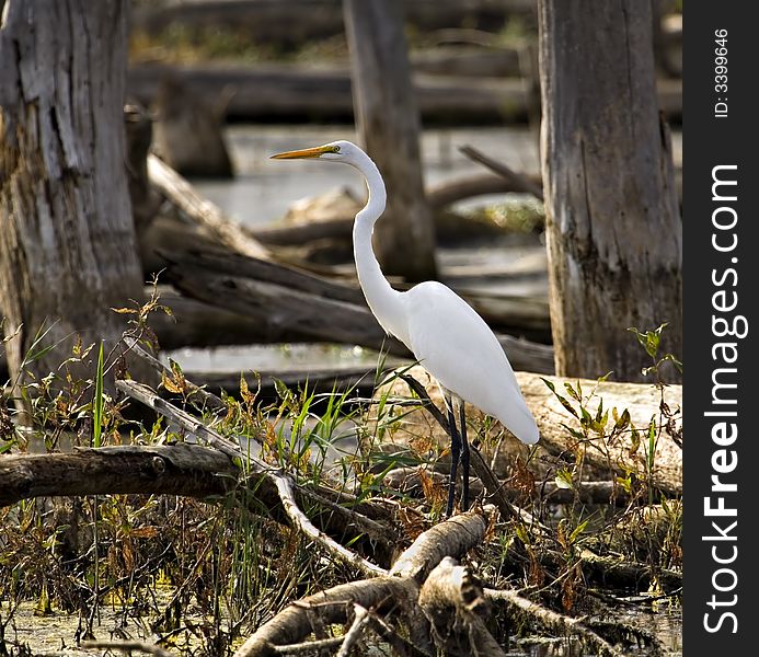 Egret In A Marsh