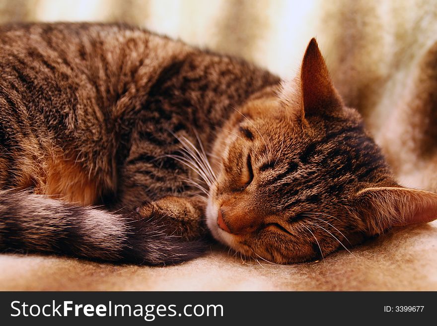 A cat sleeps on a blanket