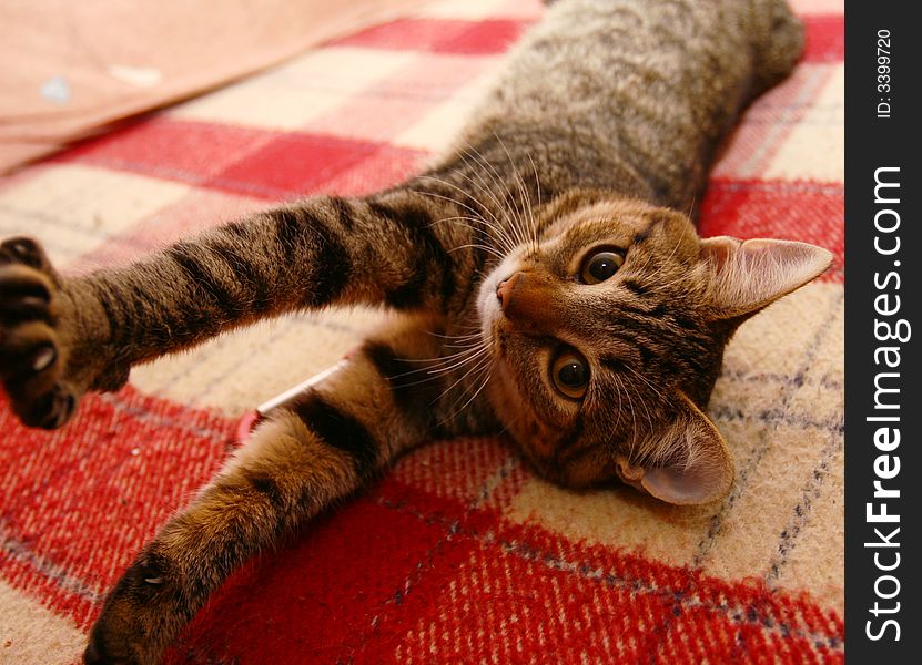A cat lies  on a red bedspread fished out paws forward