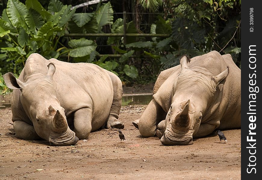 White Rhinoceros taken at the Singapore Zoological Gardens