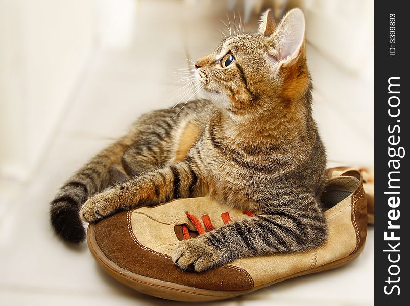 A cat lies on a shoe