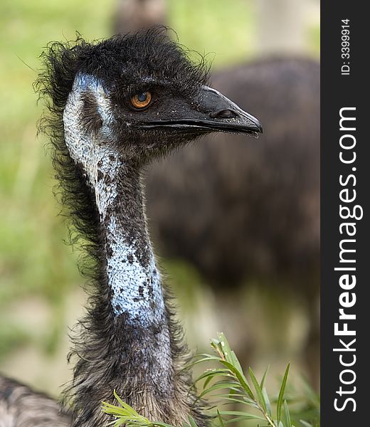 Emu taken at Singapore Zoological Gardens