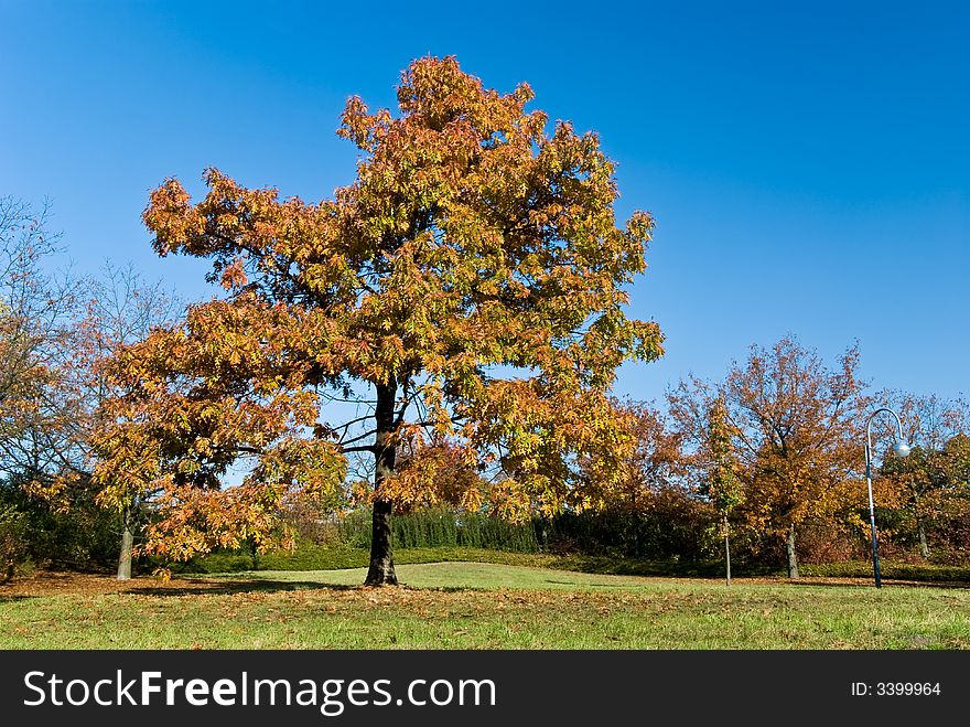 A oak,maple and chestnuts forest.