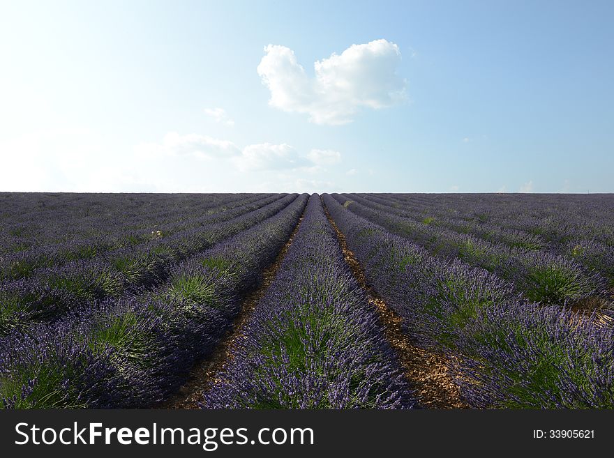 Lavender plant with blue sky background