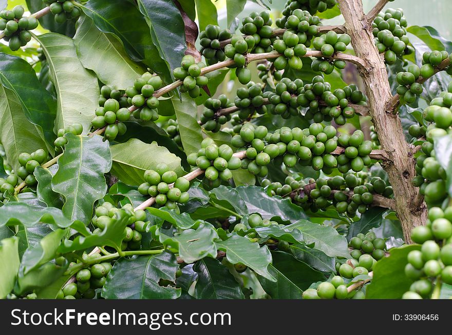 Coffee beans growing on trees